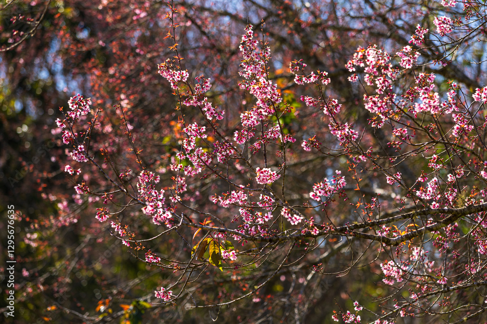 Cherry flower with a pink sakura Prunus cerasoides or Wild Himalayan Cherry,Giant tiger flower and blue sky in Phu Lom Lo ,Phetchabun, Thailand.