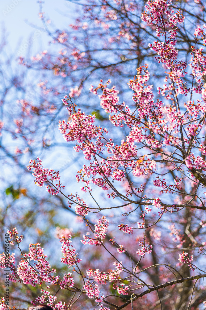 Cherry flower with a pink sakura Prunus cerasoides or Wild Himalayan Cherry,Giant tiger flower and blue sky in Phu Lom Lo ,Phetchabun, Thailand.