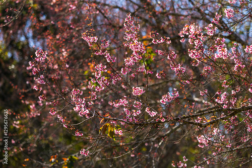 Obraz na płótnie Cherry flower with a pink sakura Prunus cerasoides or Wild Himalayan Cherry,Giant tiger flower and blue sky in Phu Lom Lo ,Phetchabun, Thailand. w salonie