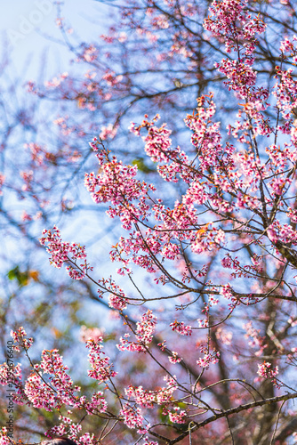 Obraz na płótnie Cherry flower with a pink sakura Prunus cerasoides or Wild Himalayan Cherry,Giant tiger flower and blue sky in Phu Lom Lo ,Phetchabun, Thailand. w salonie