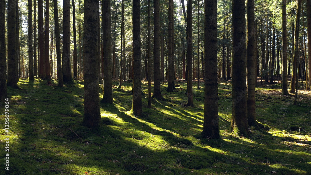 Fototapeta premium Magic green sunny forest tree landscape.