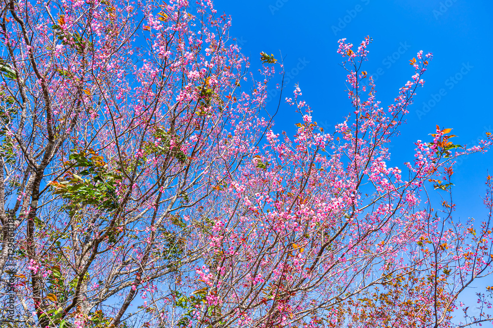 Cherry flower with a pink sakura Prunus cerasoides or Wild Himalayan Cherry,Giant tiger flower and blue sky in Phu Lom Lo ,Phetchabun, Thailand.