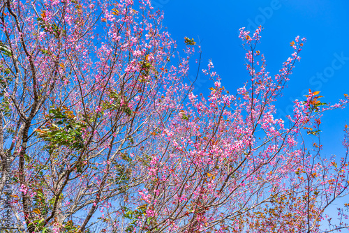 Obraz na płótnie Cherry flower with a pink sakura Prunus cerasoides or Wild Himalayan Cherry,Giant tiger flower and blue sky in Phu Lom Lo ,Phetchabun, Thailand. w salonie