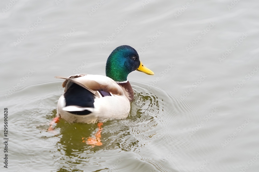 Fototapeta premium A duck swims in the water. Selective focus.