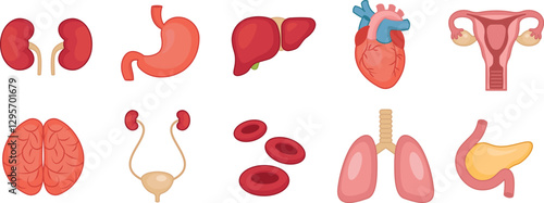  Human Inner Organs