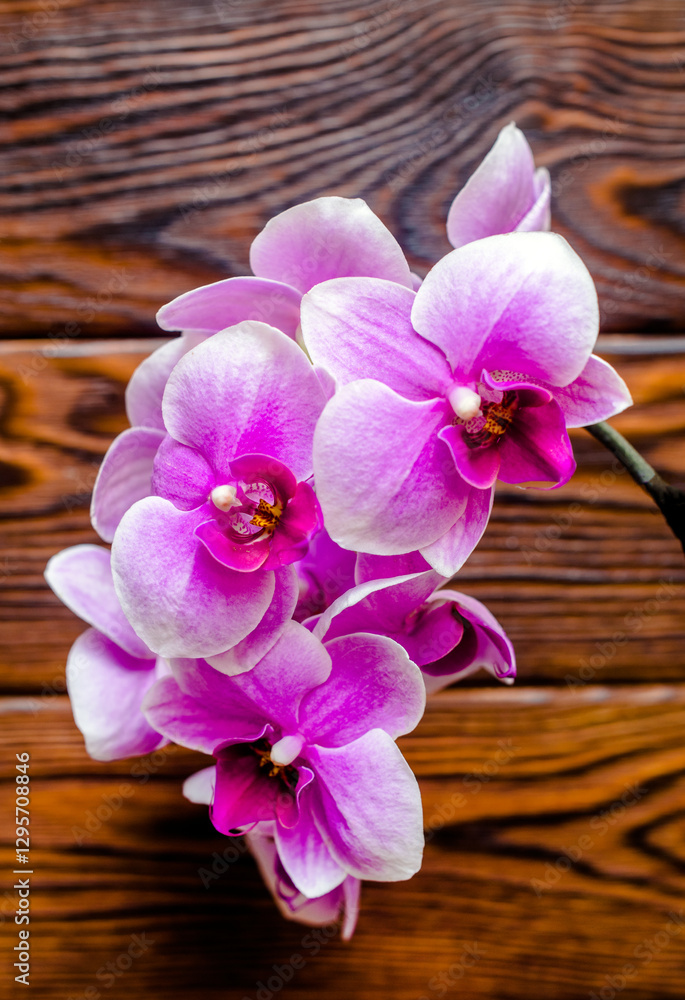 Fototapeta premium A branch of purple orchids on a brown wooden background 