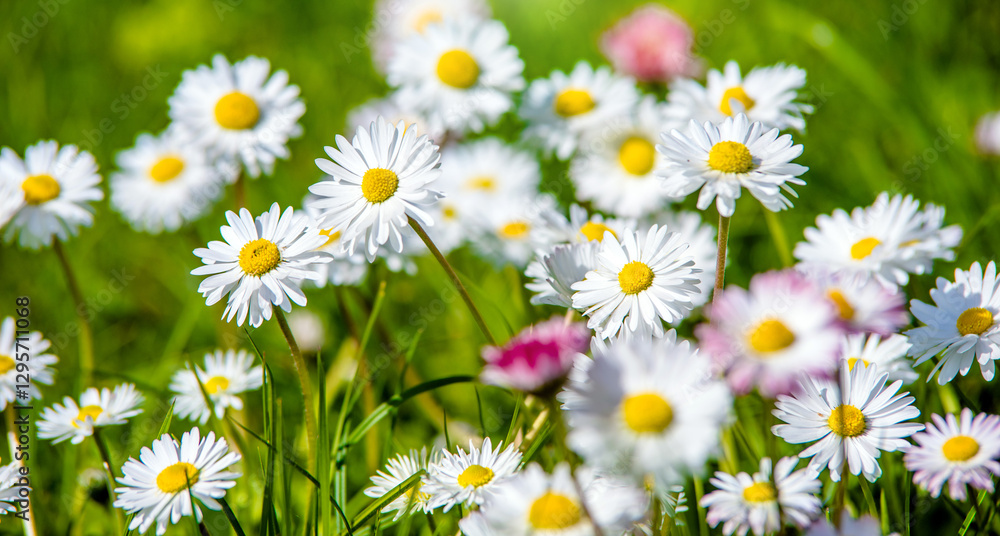 White small daisies blooming on grass background
White small daisies blooming on grass background
