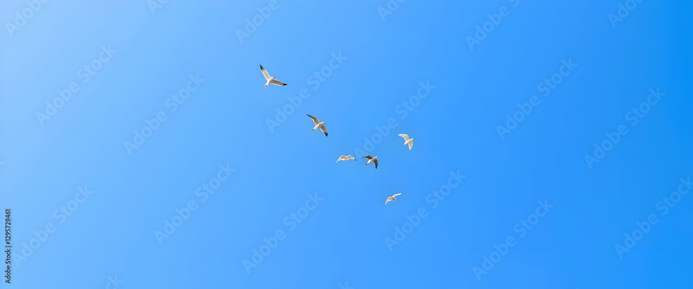 Several seabirds are flying freely against the clear blue sky Several seabirds are flying freely against the clear blue sky