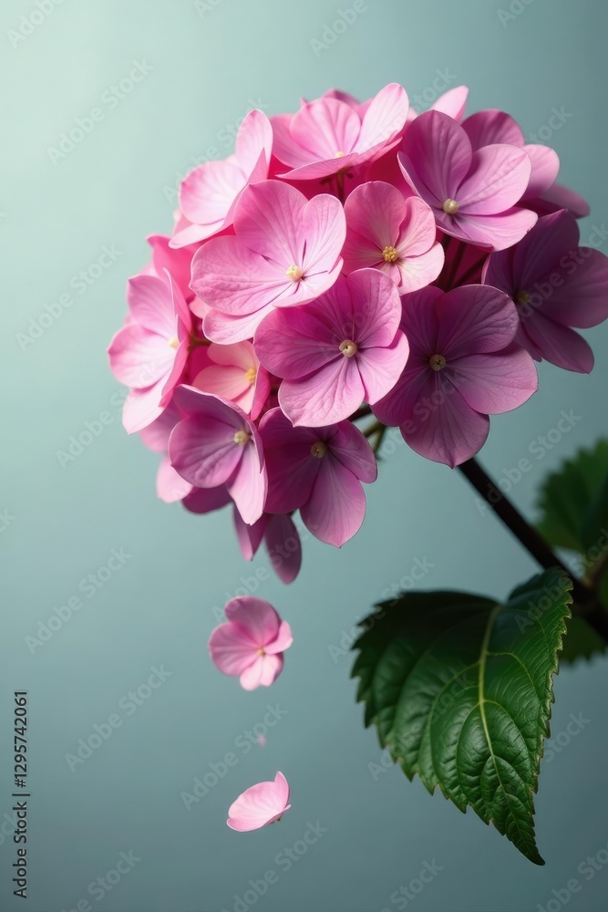 Fototapeta premium Fragile and wilting hydrangea petals drop off, hydrangea, petals