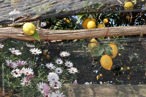 Obraz na płótnie Maiori - Limoni e fiori lungo il Sentiero dei Limoni w salonie