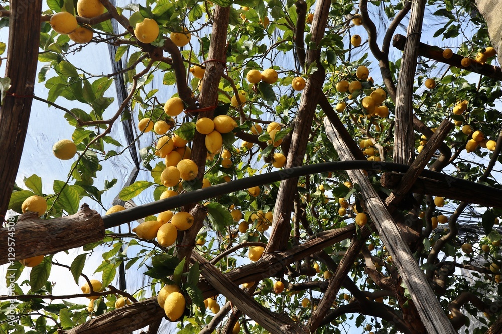 Maiori - Limoni sul Sentiero dei Limoni