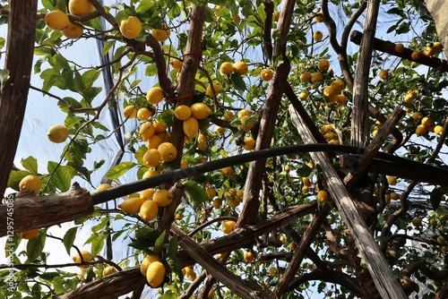 Obraz na płótnie Maiori - Limoni sul Sentiero dei Limoni w salonie