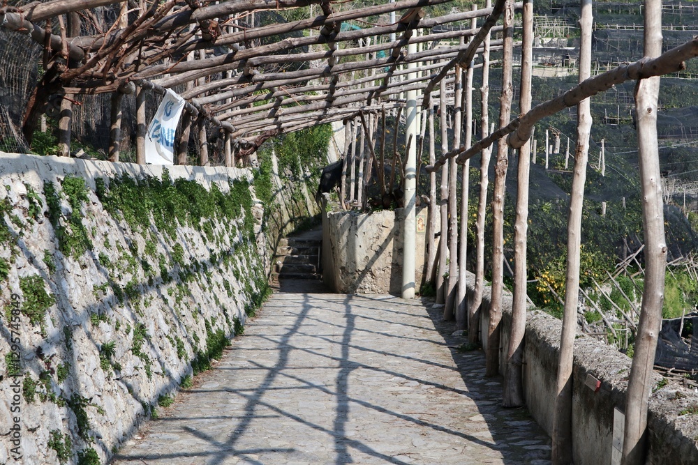 Maiori - Pergola per limoni lungo Via Torre