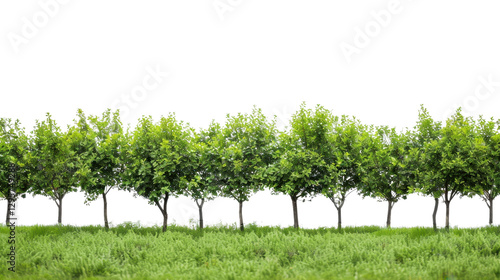 Row of green trees growing on grass with transparent background
