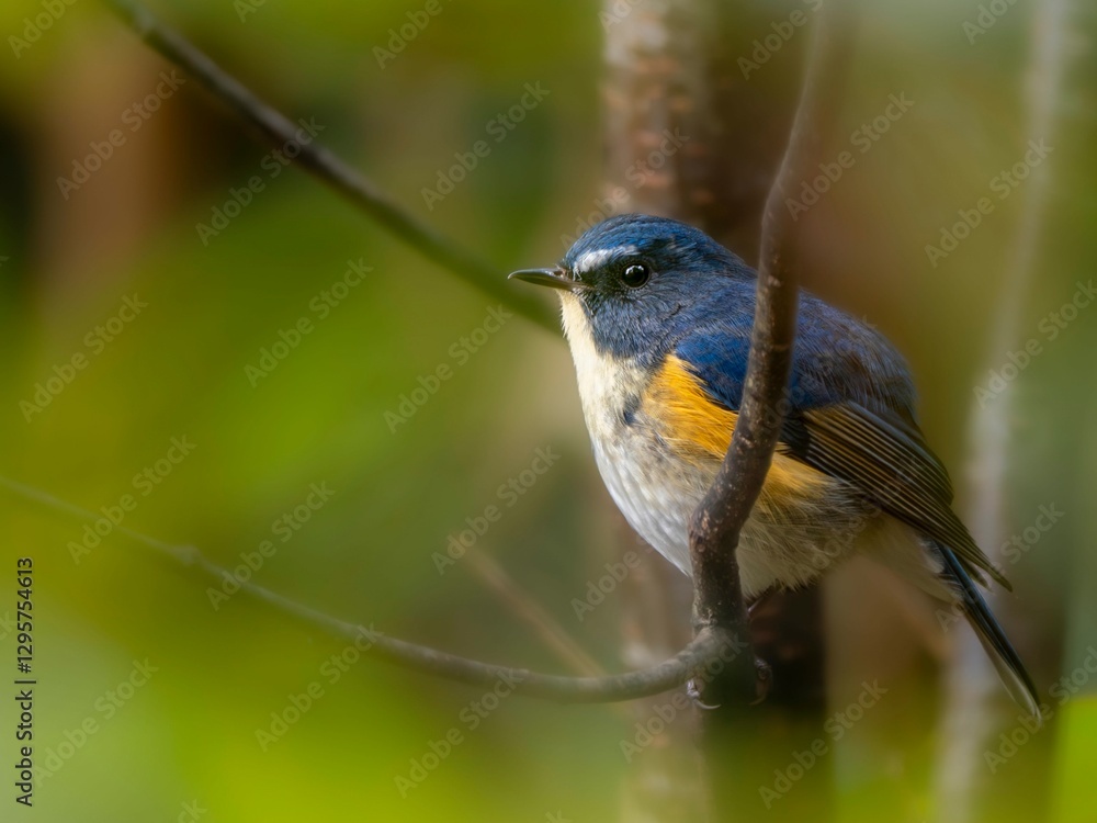 Obraz premium 森の中の木陰で枝に留まって周りを見渡しているルリビタキの雄