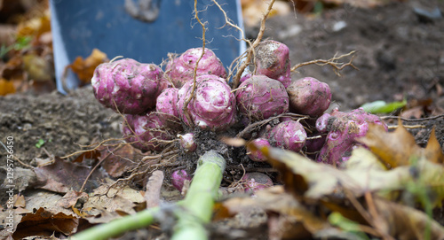 Wallpaper Mural Freshly Harvested Purple Jerusalem Artichokes in Garden Soil Torontodigital.ca