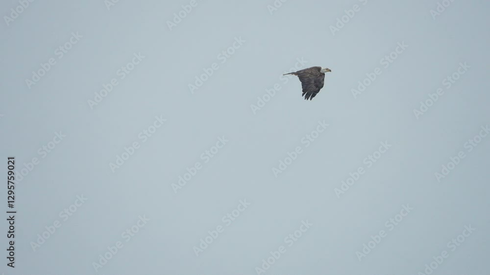 Bald Eagle flying through snowstorm in white out weather. Bald Eagle flying through snowstorm in white out weather.