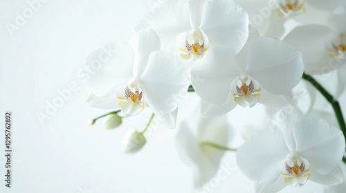 Delicate white orchids on a crisp white background, showcasing their pure elegance.
