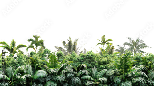 Tropical forest plants growing with transparent background