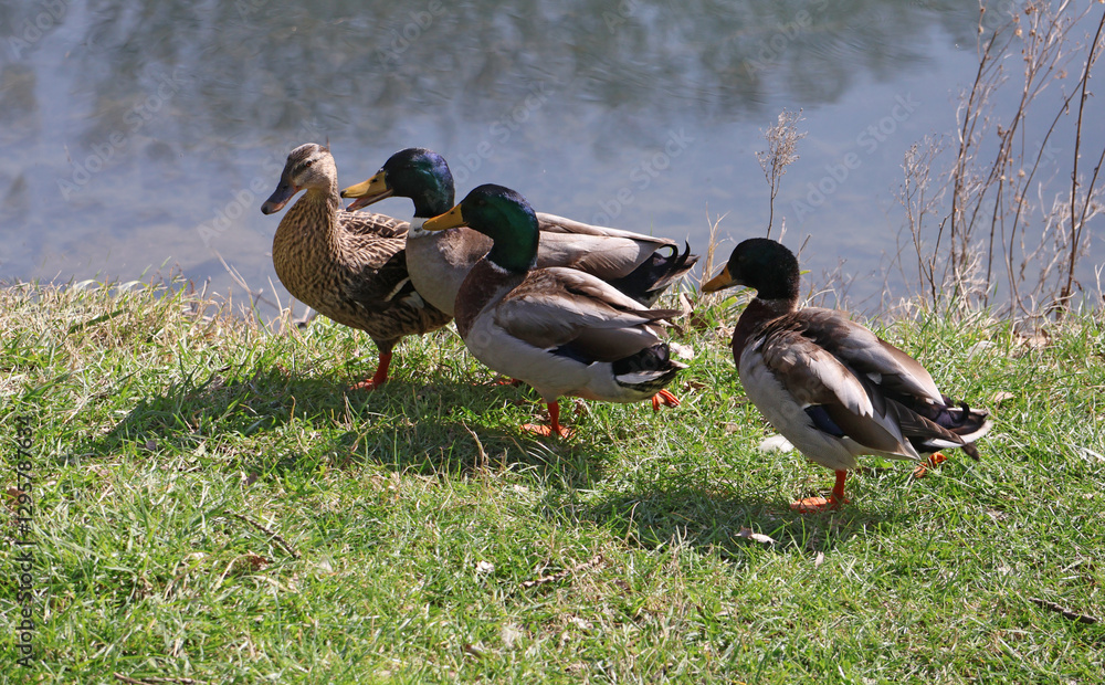 3 canards faisant leur cour à madame canard