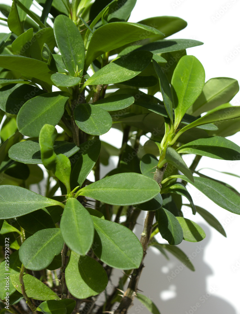 Euphorbia milii Euphorbia milii