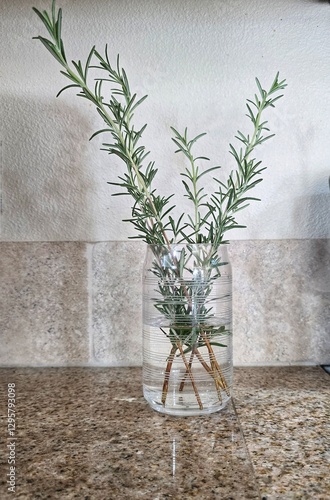 Freshly clipped organic Rosemary in a vase as kitchen decoration.