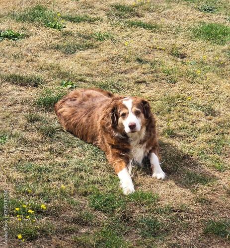 Australian Shepherd resting in a grassy field. This brown and white Aussie has a thick, wavy coat and a gentle, attentive expression. Peaceful outdoor moment with subtle yellow wildflowers.