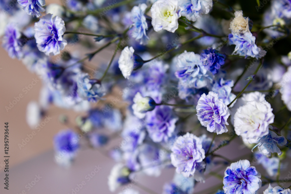 Obraz premium gypsum flower