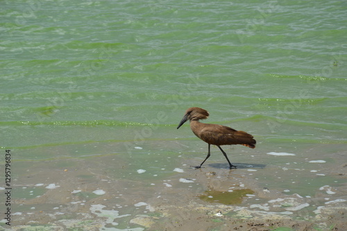 Hammerkopf am Flussufer im Wasser - Tansania photo