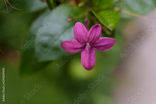 Close-up of blooming purple flower (Pseuderanthemum laxiflorum)