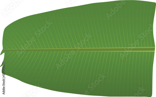 Banana leaf half cut, Thooshanila Kerala traditional onam, vishu sadya, vector graphics