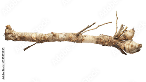 Dry branch with roots isolated on transparent background