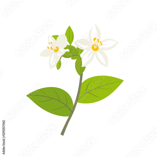 Simple flat 2D icon jasmine branch leaf isolated on transparent background, vector, flat design, animation design, vector, flat design, animation design, simple flat 2D, minimalist design, clipart