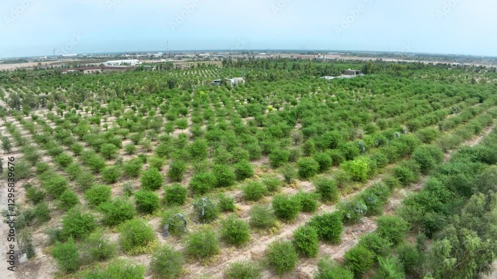 Aerial view of verdant orchards in a rural area showcases well-maintained rows of Ziziphus trees in Karbala, Iraq. A part of a several projects to exploit desert areas in Iraq. Aerial view of verdant orchards in a rural area showcases well-maintained rows of Ziziphus trees in Karbala, Iraq. A part of a several projects to exploit desert areas in Iraq.