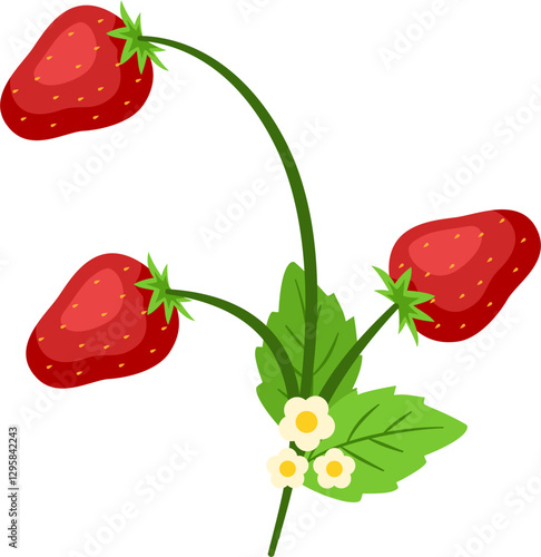 Strawberry fruit illustration with leaf in slice, half, whole in vector format. Red berry strawberry with leaf. Fresh strawberry.