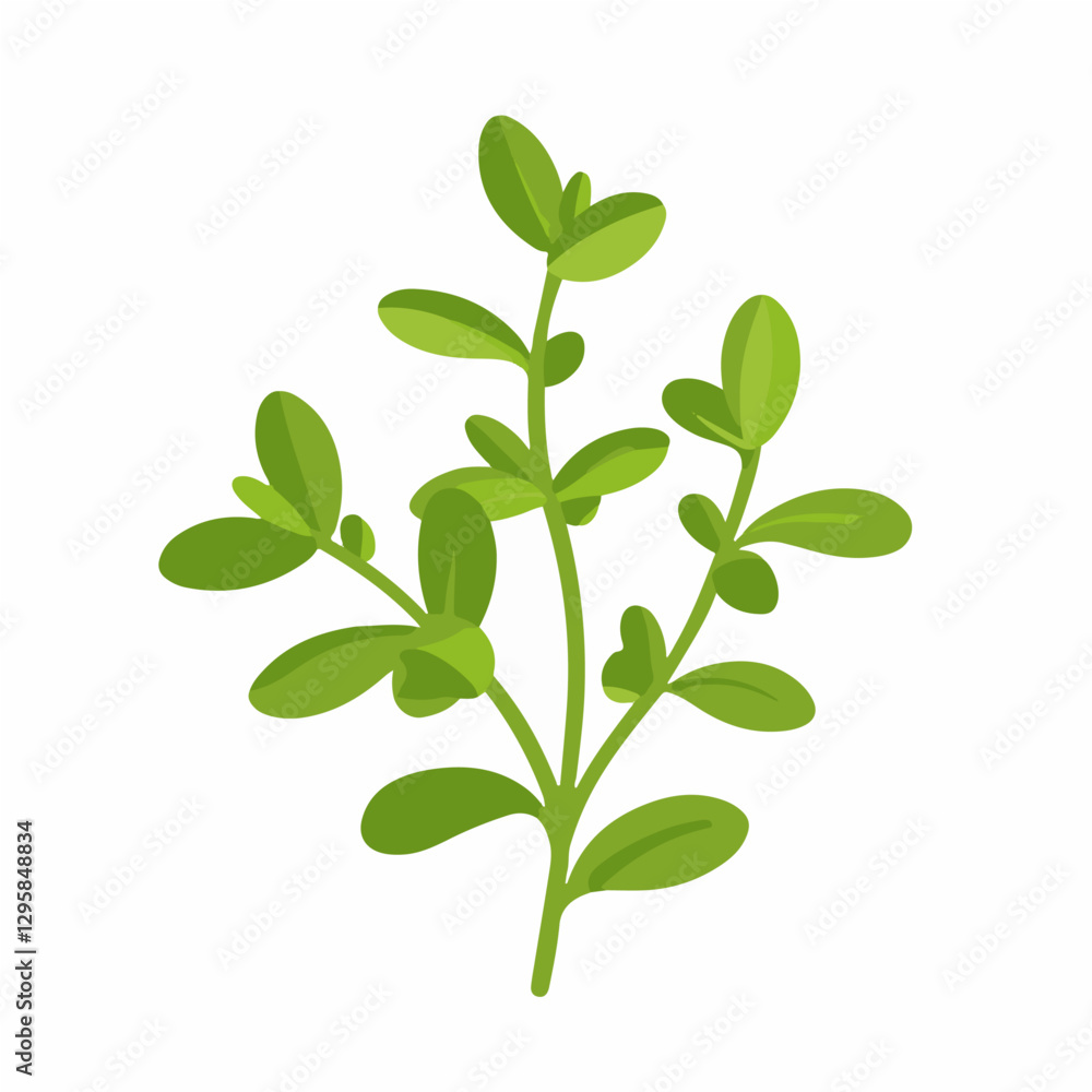 Simple flat 2D illustration of thyme leaf branch isolated on a white background, vector 2D design, icon, flat 2d illustration art, flat icon Simple flat 2D illustration of thyme leaf branch isolated on a white background, vector 2D design, icon, flat 2d illustration art, flat icon