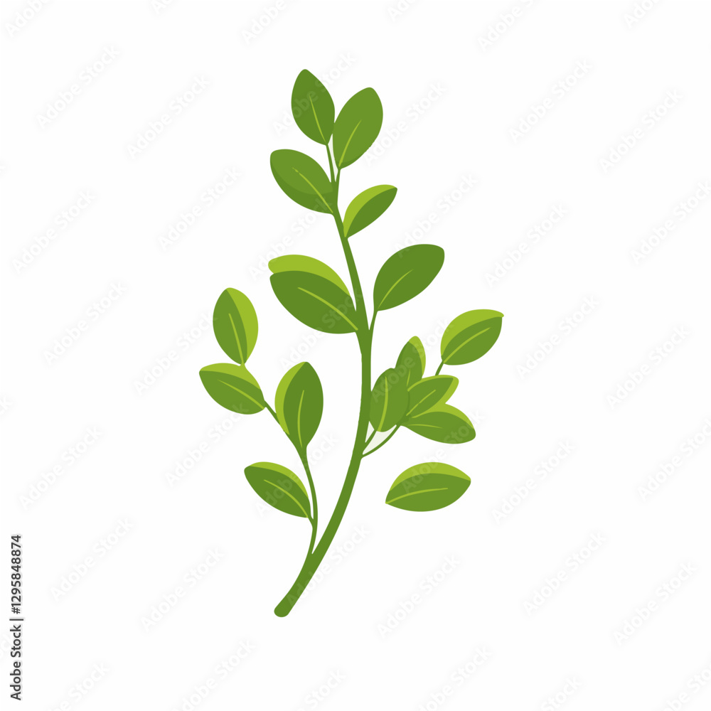 Simple flat 2D illustration of thyme leaves branch isolated on a white background, vector 2D design, icon, flat 2d illustration art, flat icon Simple flat 2D illustration of thyme leaves branch isolated on a white background, vector 2D design, icon, flat 2d illustration art, flat icon