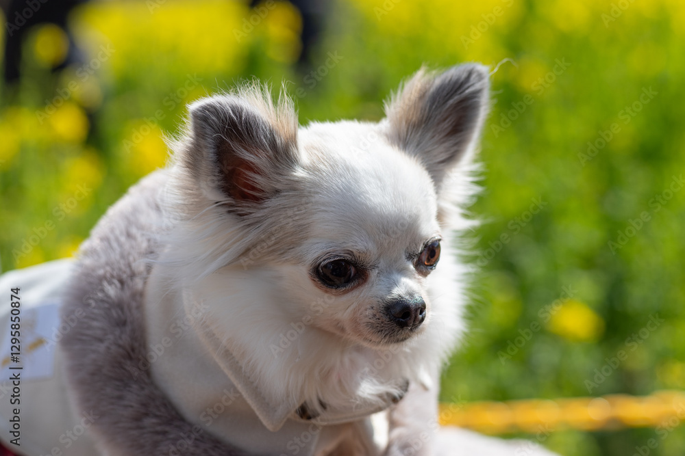 Obraz premium 見つめる可愛い犬