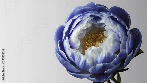 Wallpaper Mural Close up view of blue and white peony Torontodigital.ca
