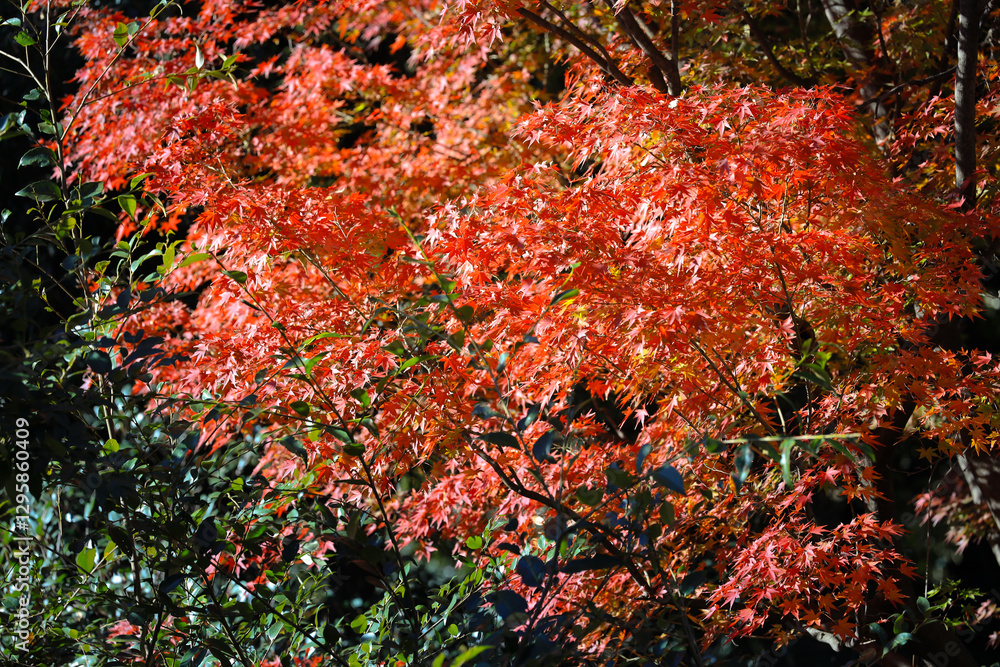 Beautiful Vibrant Red Autumn Maple Leaves, Tokyo Dec 6 2024
