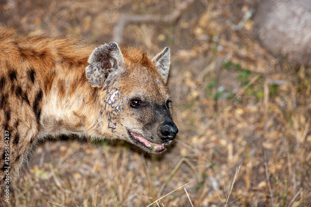 South Africa, Sabi Sand, Spotted Hyena (Crocuta crocuta) South Africa, Sabi Sand, Spotted Hyena (Crocuta crocuta)