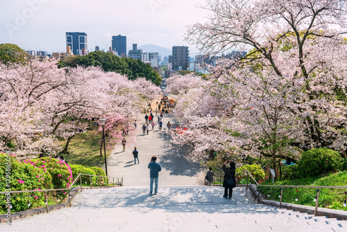 people view sakura tree tunnel and Fukuoka city view at Nishi park
