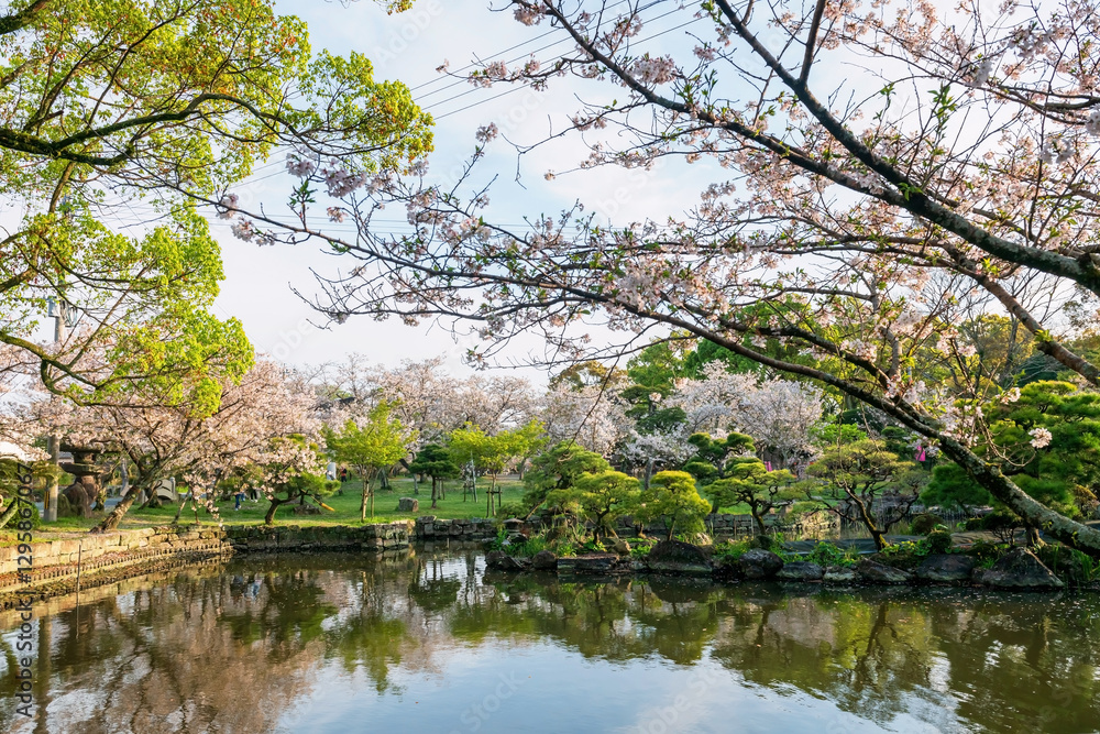 Mihashira Shrine garden with cherry sakura blossom, Yanagawa Mihashira Shrine garden with cherry sakura blossom, Yanagawa