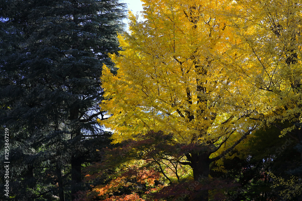 Vibrant Autumn Maple Leaves with Sunlight, Tokyo Dec 6 2024 Vibrant Autumn Maple Leaves with Sunlight, Tokyo Dec 6 2024