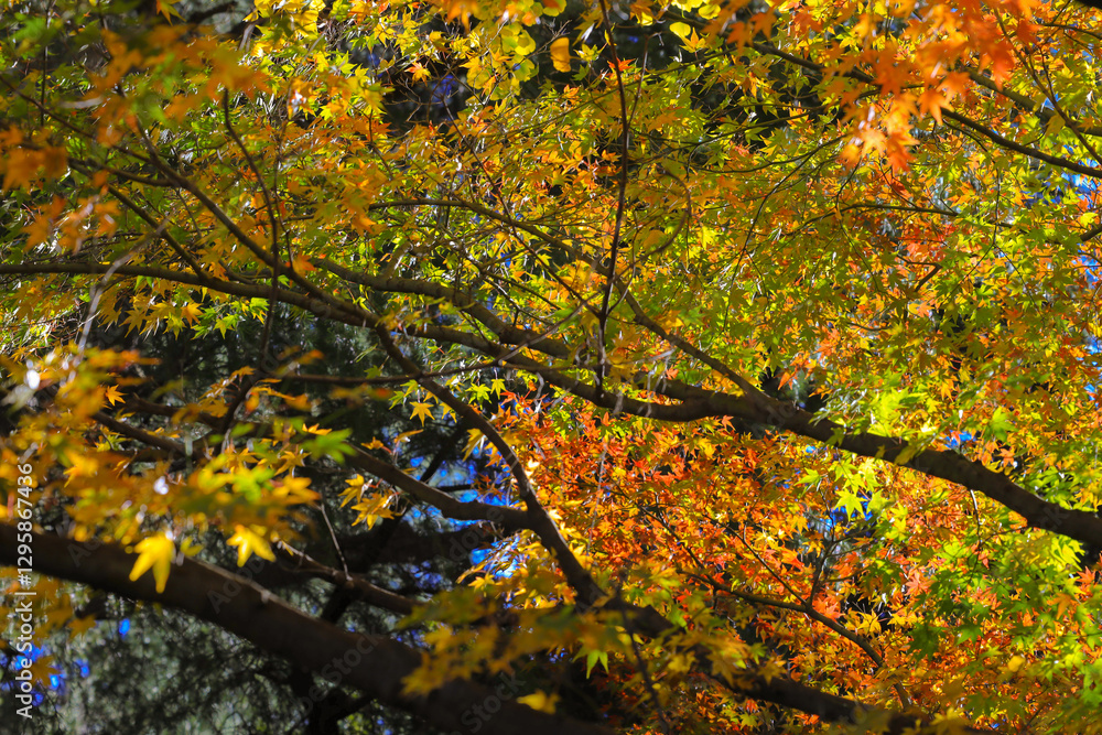 Vibrant Autumn Maple Leaves with Sunlight, Tokyo Dec 6 2024 Vibrant Autumn Maple Leaves with Sunlight, Tokyo Dec 6 2024