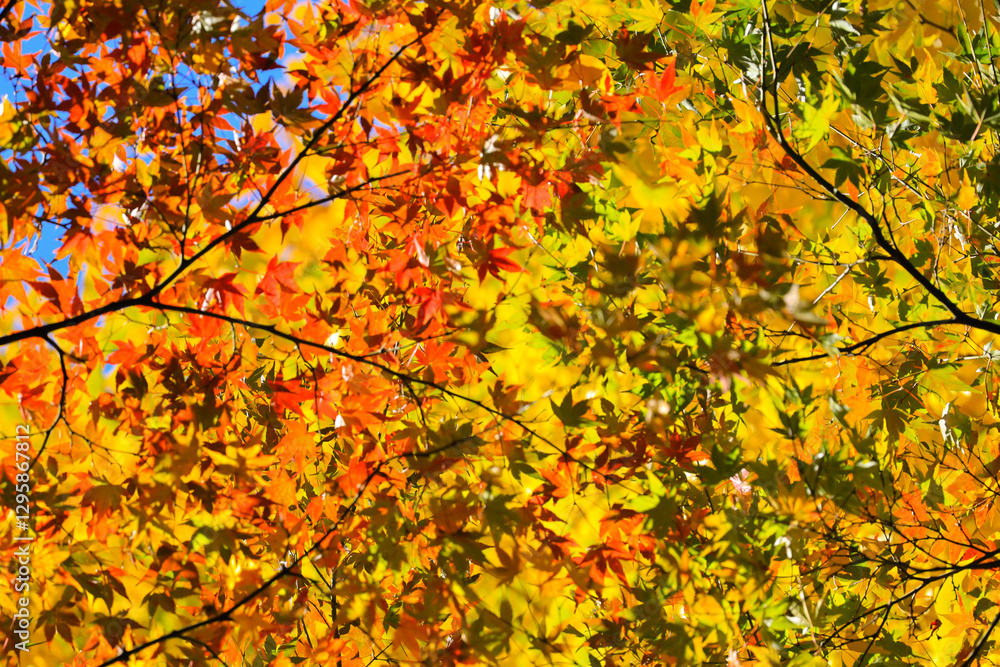 Vibrant Autumn Maple Leaves with Sunlight, Tokyo Dec 6 2024 Vibrant Autumn Maple Leaves with Sunlight, Tokyo Dec 6 2024