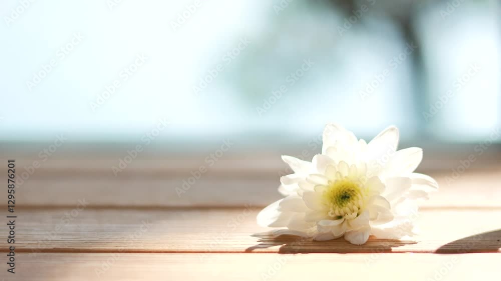 Chrysanthemum on Wooden Surface in Thailand Chrysanthemum on Wooden Surface in Thailand