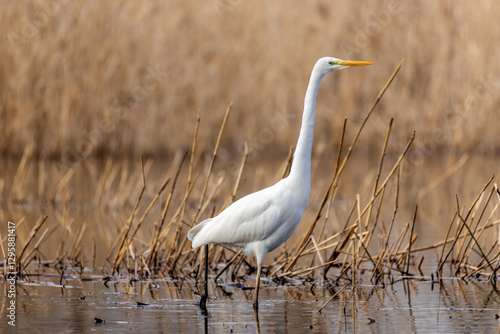 Majestic Great Egret Gracefully Moving Across a Tranquil Pond