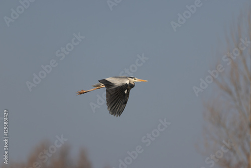 Majestic Grey Heron in Flight Over a Tranquil Pond