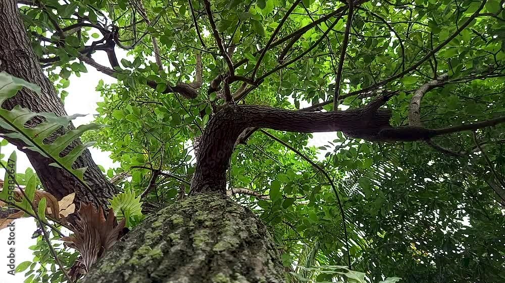 Persea americana, Avocado tree is one of the fruit-producing plants